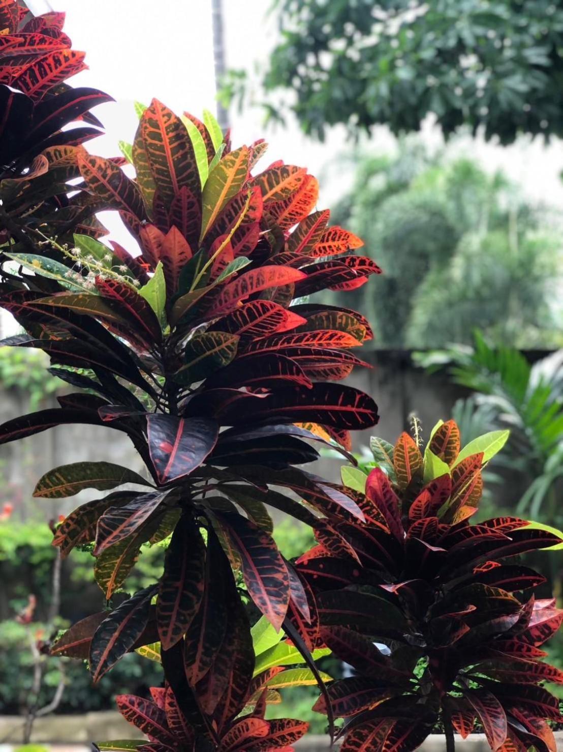 Khammon Lanna Resort Chiang Mai Dış mekan fotoğraf